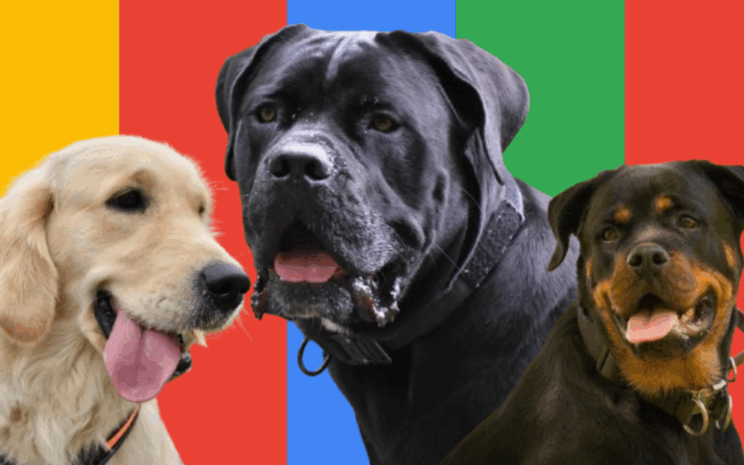 top 3 most googled dogs